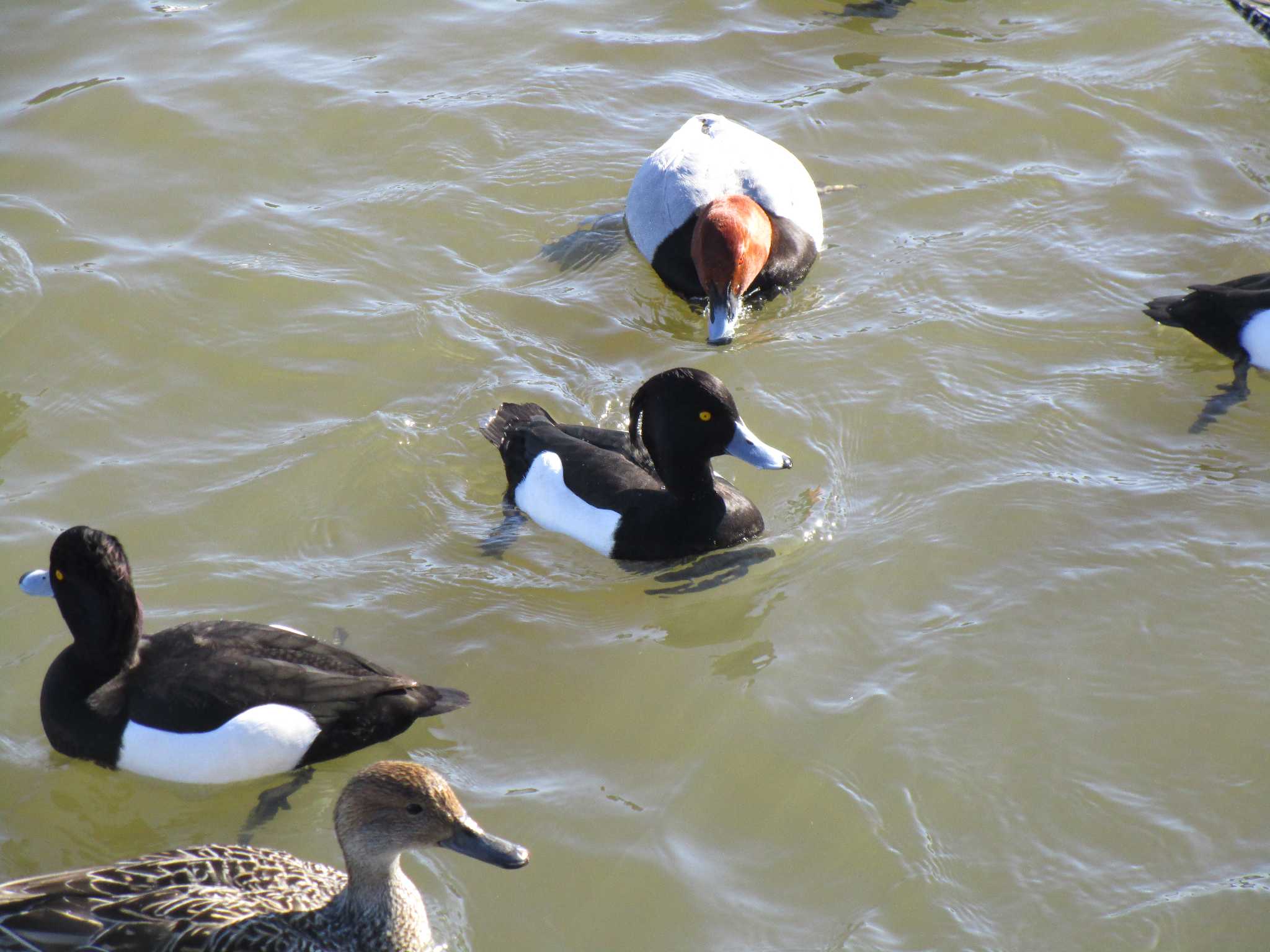 Photo of Tufted Duck at 田尻池 by nari