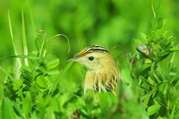 セッカ 多摩川 2021年3月18日(木)