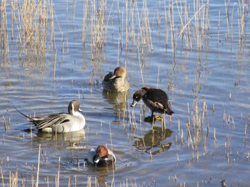 Tufted Duck 田尻池 Sat, 2/4/2017