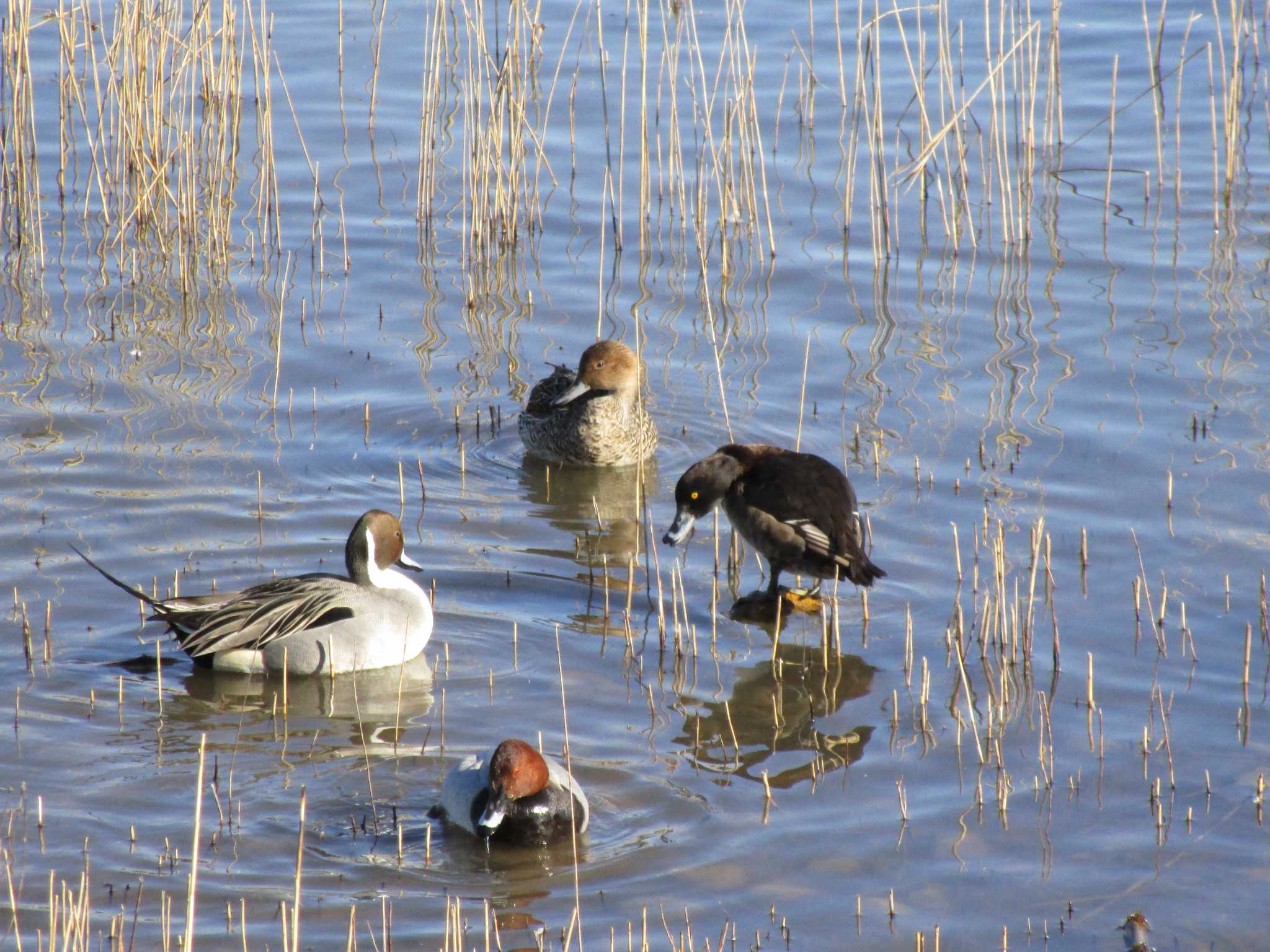 Photo of Tufted Duck at 田尻池 by nari