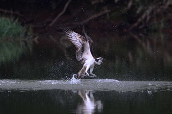 ミサゴ 岐阜県 2020年8月15日(土)