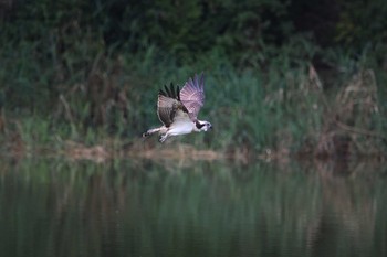 Osprey 岐阜県 Sat, 8/15/2020