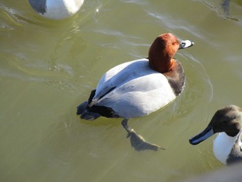 Common Pochard 田尻池 Sat, 2/4/2017