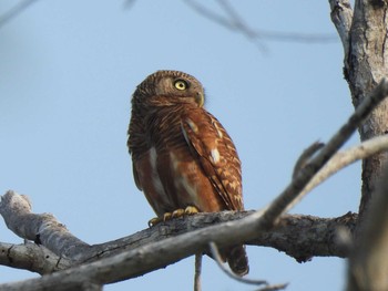 Asian Barred Owlet Khao Mai Keao Reservation Park Fri, 3/19/2021