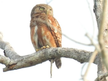 Asian Barred Owlet Khao Mai Keao Reservation Park Fri, 3/19/2021