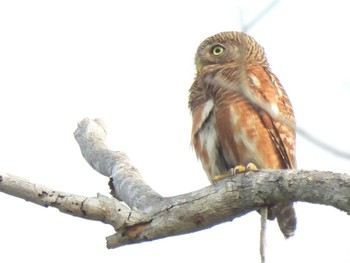 Asian Barred Owlet Khao Mai Keao Reservation Park Fri, 3/19/2021