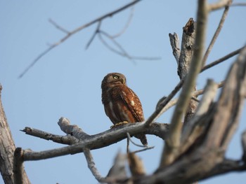 Asian Barred Owlet Khao Mai Keao Reservation Park Fri, 3/19/2021