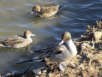 Northern Pintail 田尻池 Sat, 2/4/2017