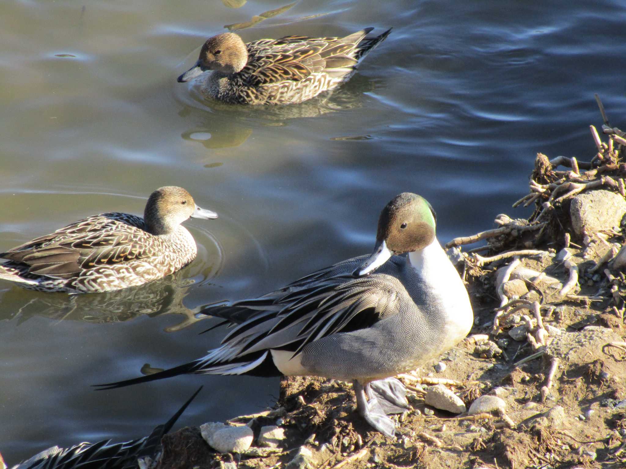 Photo of Northern Pintail at 田尻池 by nari