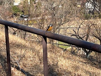 ジョウビタキ 東京都多摩市鶴牧西公園 2021年2月7日(日)