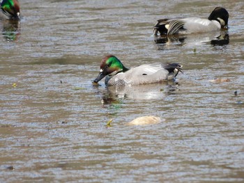 2021年3月19日(金) 京都府の野鳥観察記録