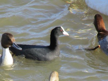 Eurasian Coot 田尻池 Sat, 2/4/2017