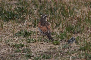 2021年3月19日(金) 妙岐ノ鼻の野鳥観察記録