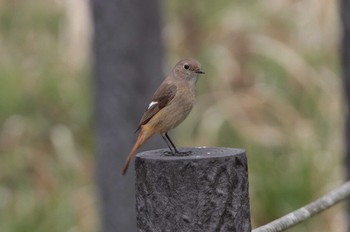 2021年3月19日(金) 和田公園(稲敷市)の野鳥観察記録