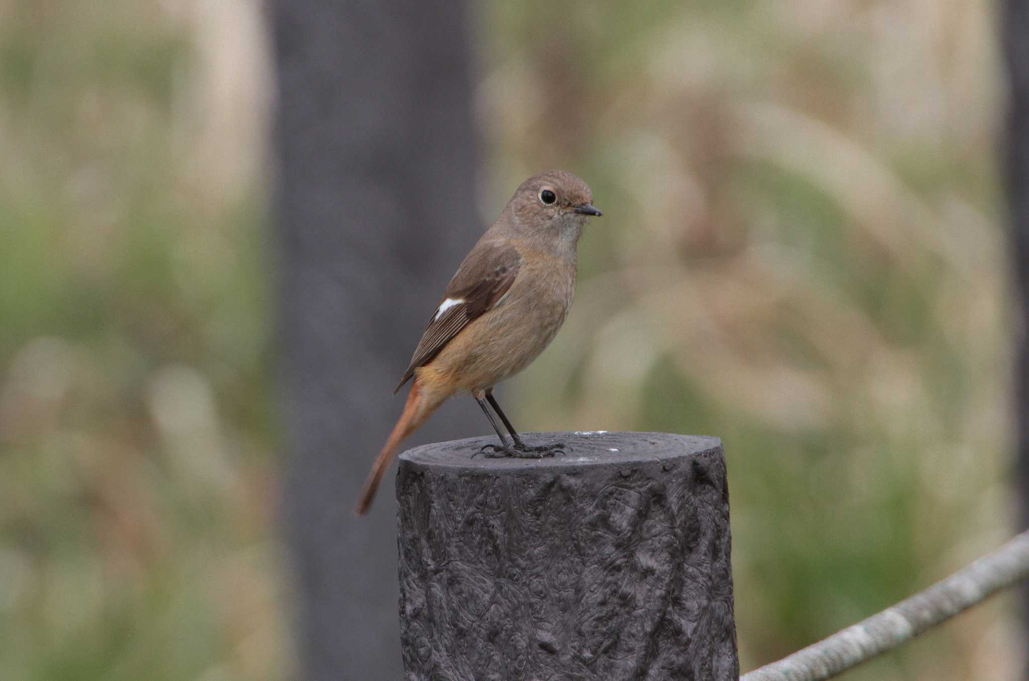 Photo of Daurian Redstart at 和田公園(稲敷市) by Simo