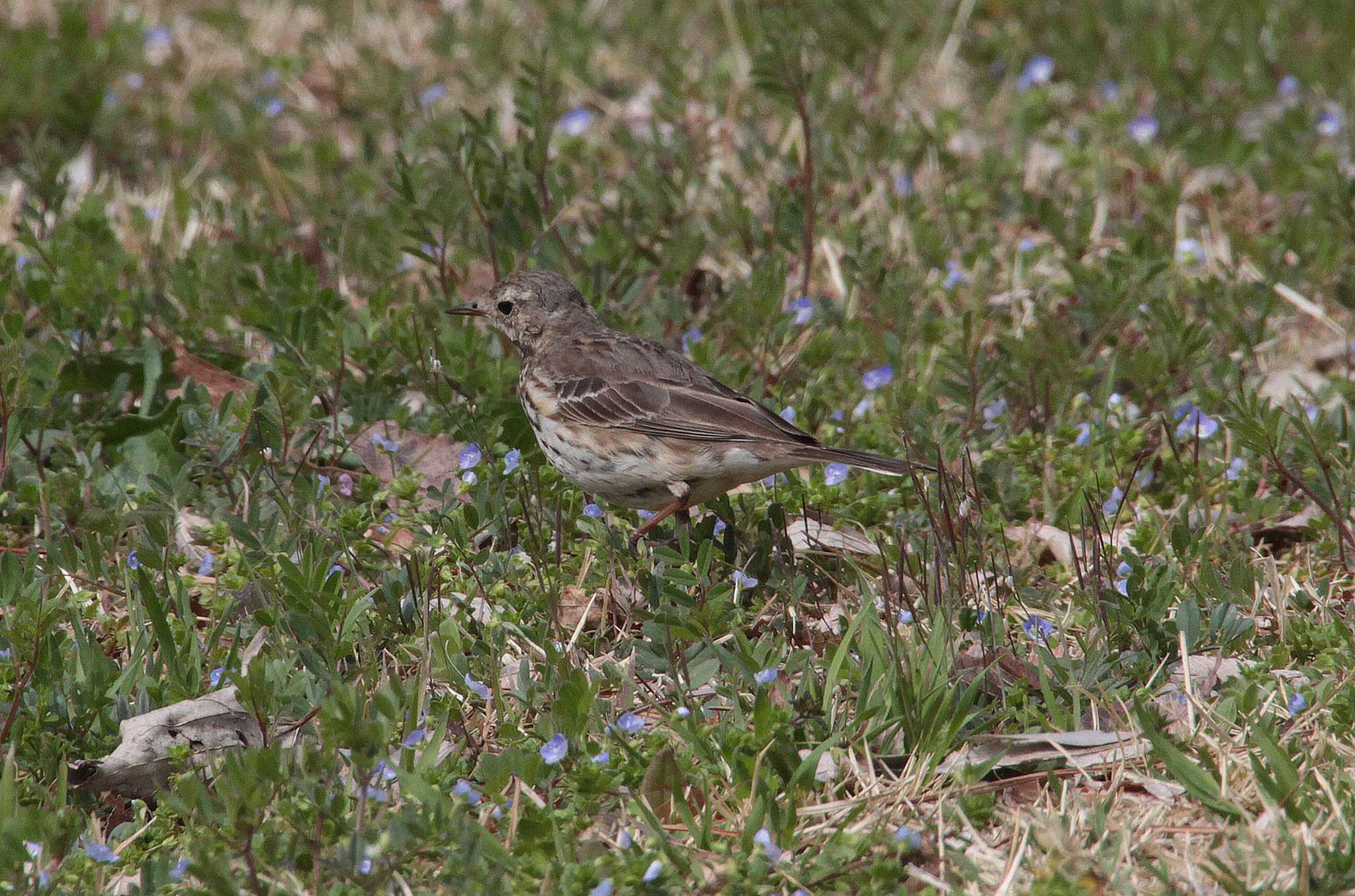 Photo of Water Pipit at 和田公園(稲敷市) by Simo