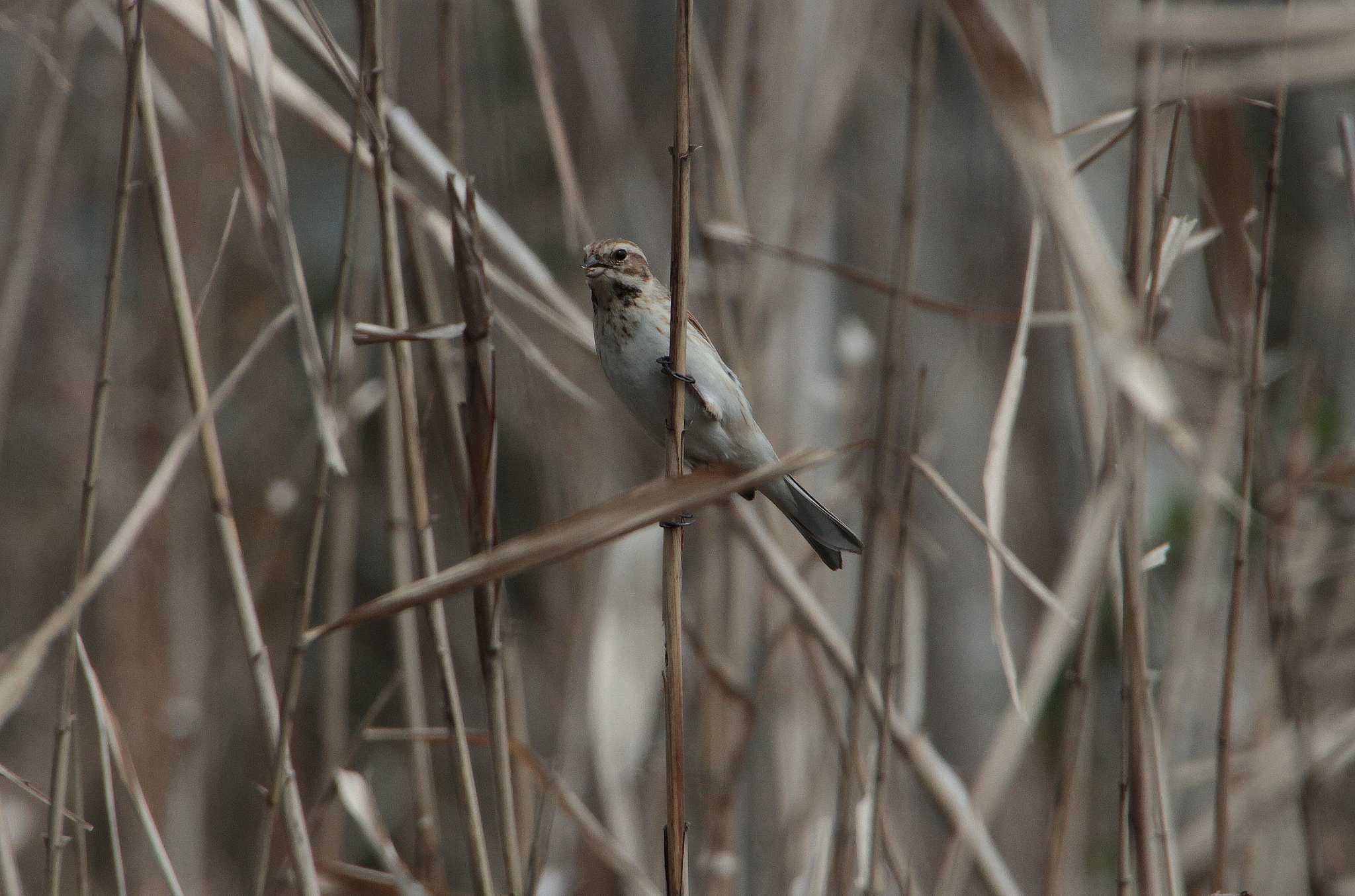 Photo of Common Reed Bunting at 和田公園(稲敷市) by Simo