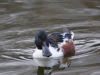 2017年1月29日(日) 石神井公園の野鳥観察記録