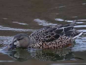 Northern Shoveler Shakujii Park Sun, 1/29/2017