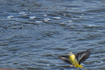 Wed, 3/17/2021 Birding report at 多摩川二ヶ領宿河原堰