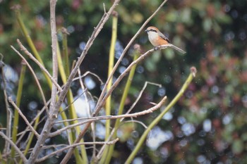 2021年3月12日(金) 多摩川二ヶ領宿河原堰の野鳥観察記録