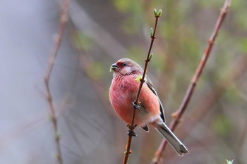 Siberian Long-tailed Rosefinch Unknown Spots Fri, 3/19/2021