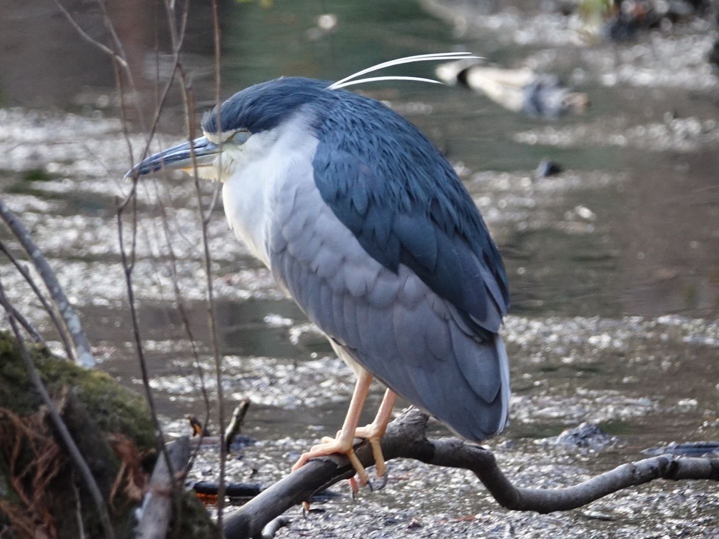 石神井公園 ゴイサギの写真 by とうとん