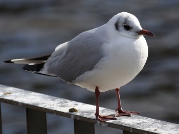 ユリカモメ 荒子川公園 2021年2月16日(火)