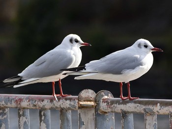 ユリカモメ 荒子川公園 2021年2月16日(火)