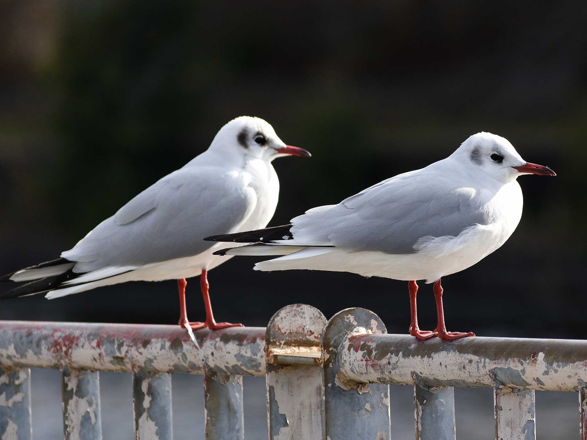 Photo of Black-headed Gull at 荒子川公園 by よつくん