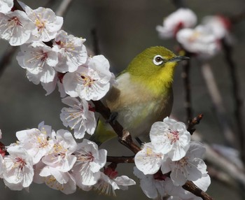 メジロ 三木山森林公園 2021年3月14日(日)