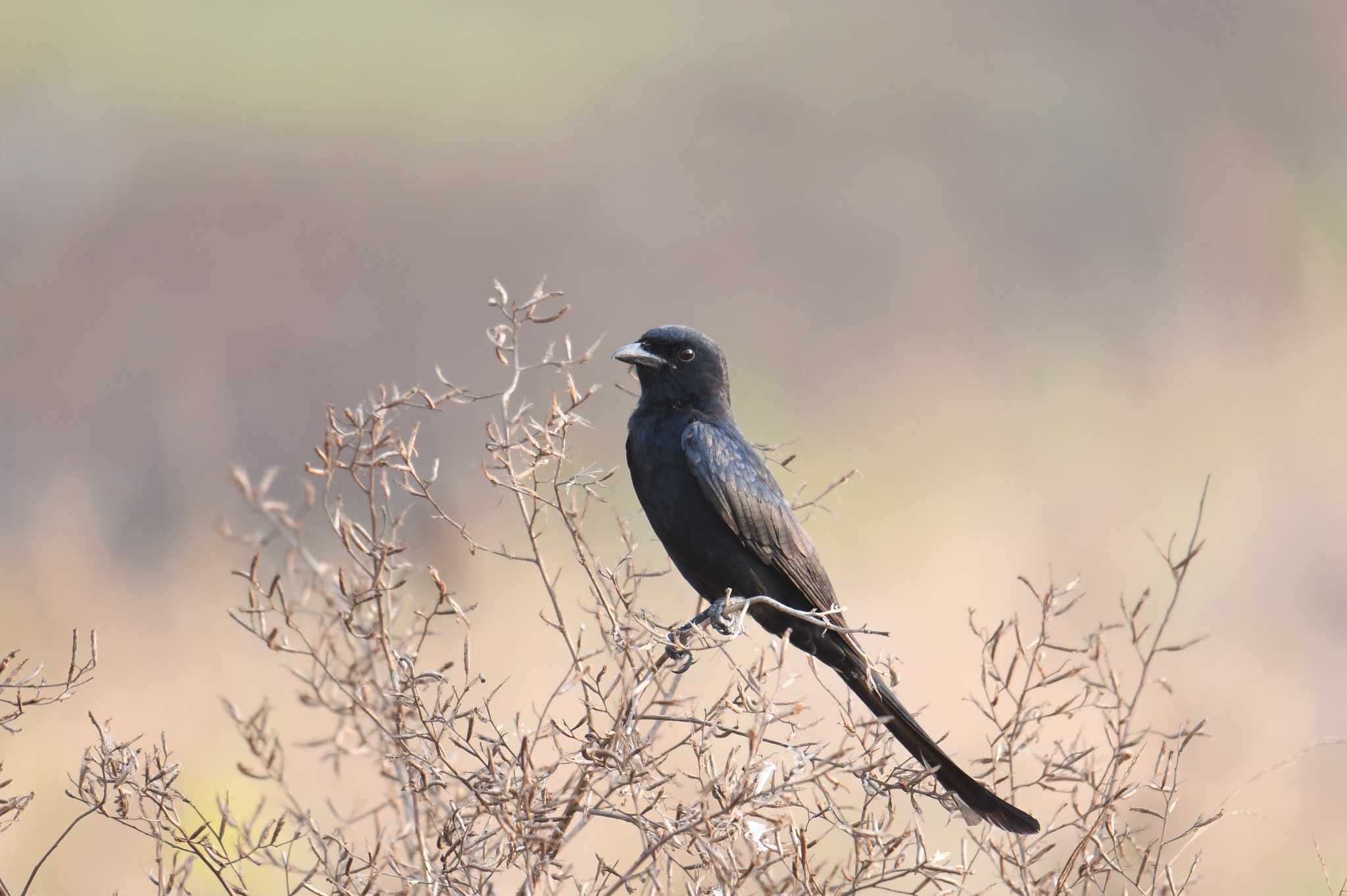 Black Drongo