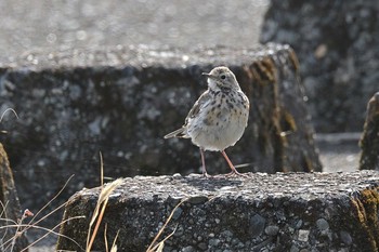 タヒバリ 酒匂川 2021年3月18日(木)