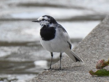 2021年3月19日(金) 水元公園の野鳥観察記録