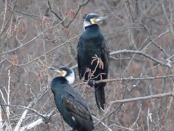 カワウ 石神井公園 2017年2月1日(水)