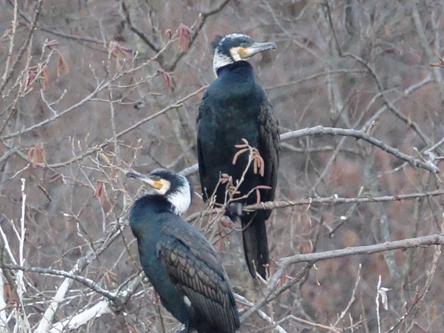 石神井公園 カワウの写真