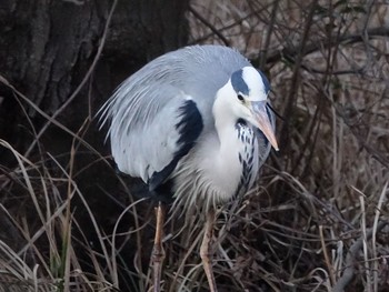 アオサギ 石神井公園 2017年2月1日(水)