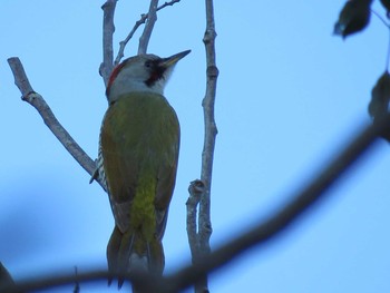 Japanese Green Woodpecker 鎌倉 Fri, 2/3/2017