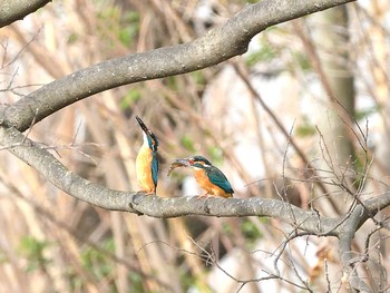 Common Kingfisher Unknown Spots Fri, 3/19/2021