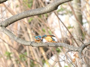 Common Kingfisher Unknown Spots Fri, 3/19/2021