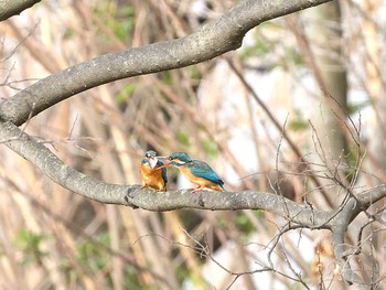 カワセミ 場所が不明 2021年3月19日(金)