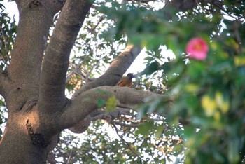 アカハラ 長浜公園 2014年3月28日(金)