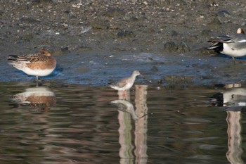 ツルシギ 長浜公園 2014年3月28日(金)