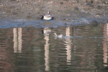 ツルシギ 長浜公園 2014年3月28日(金)