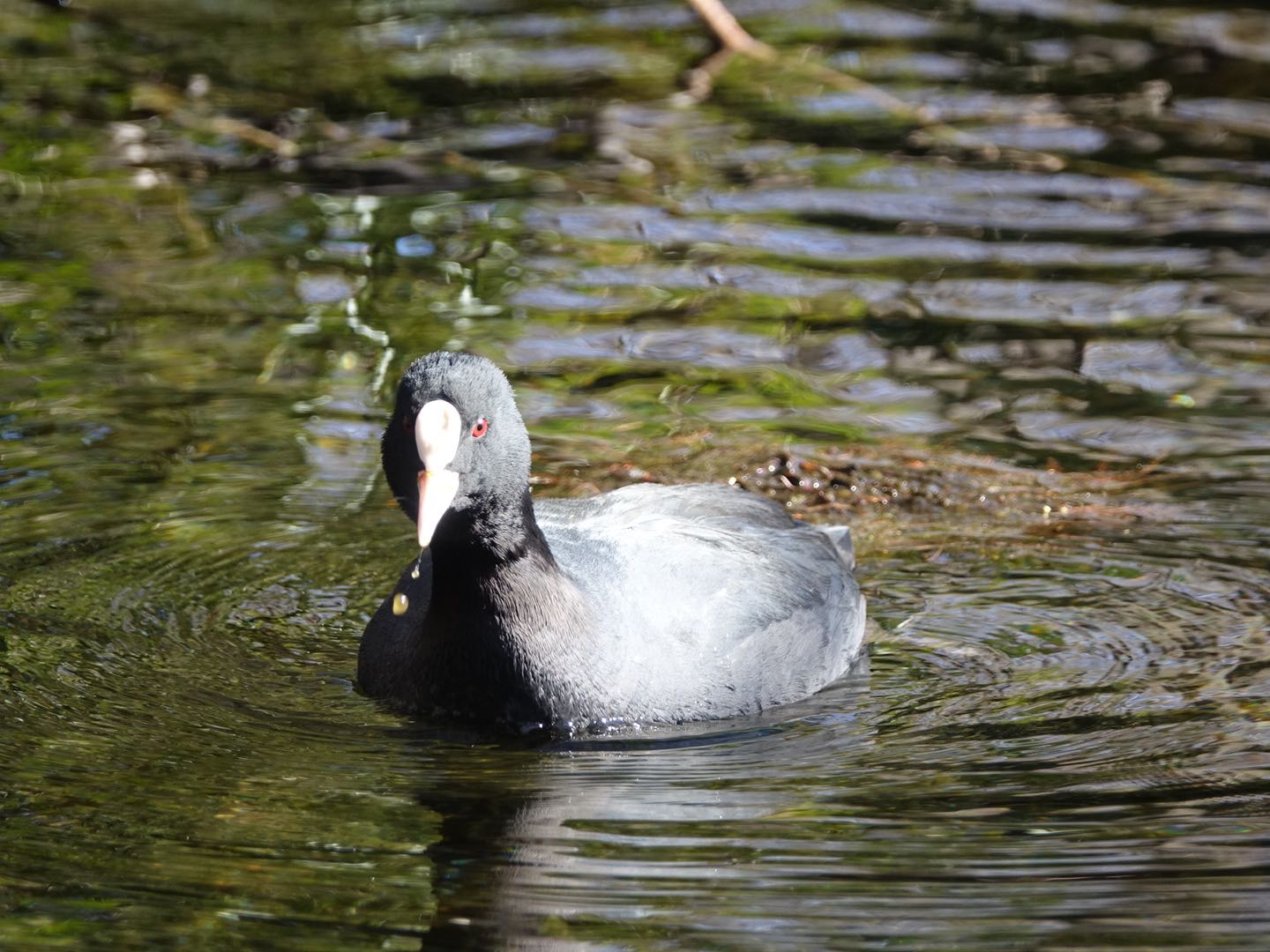 石神井公園 オオバンの写真 by とうとん