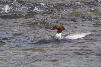 Common Merganser 鴨川 Wed, 3/17/2021