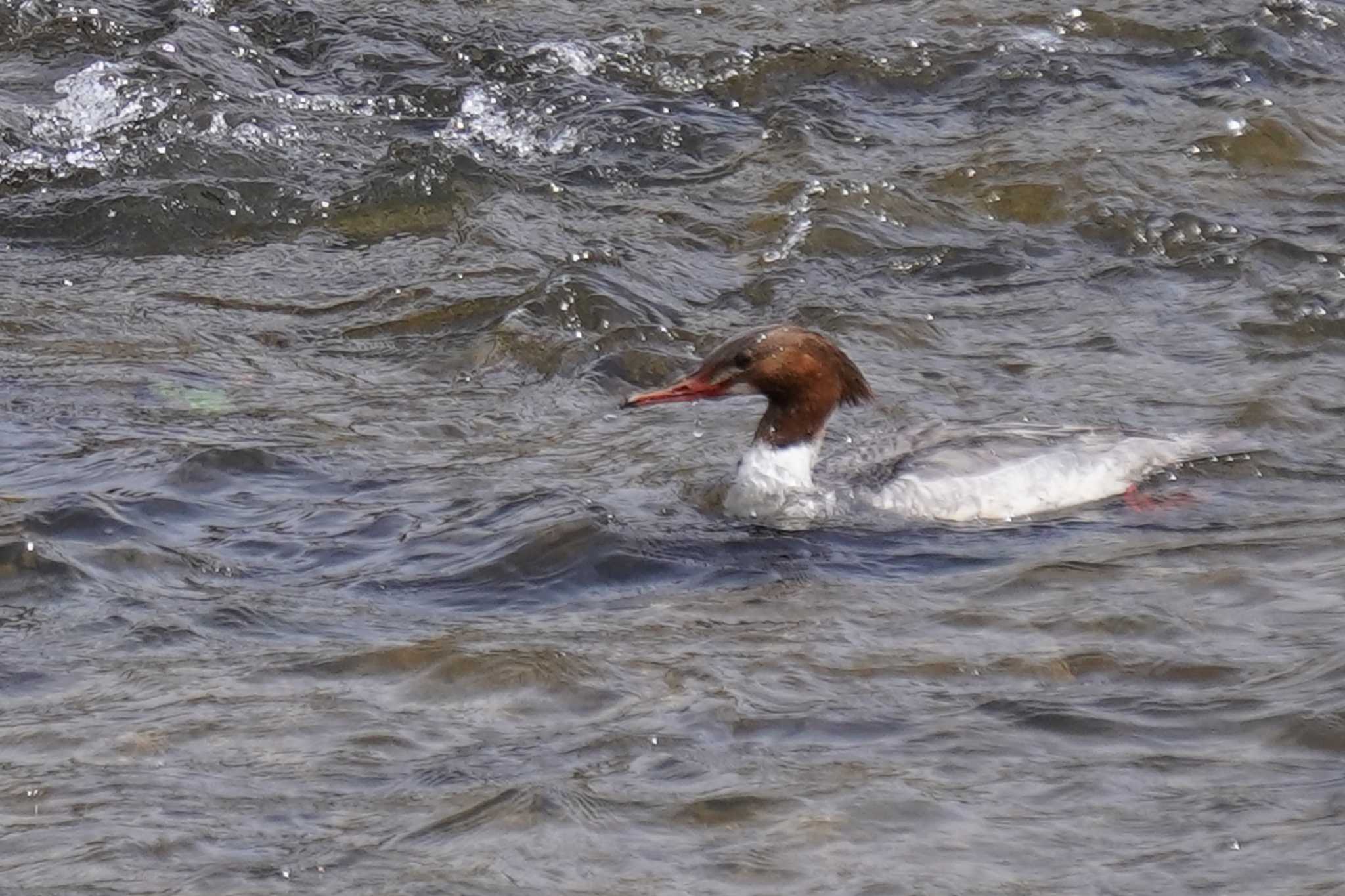 Photo of Common Merganser at 鴨川 by nearco