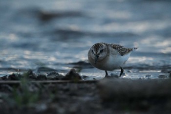 2020年9月21日(月) 諏訪湖の野鳥観察記録