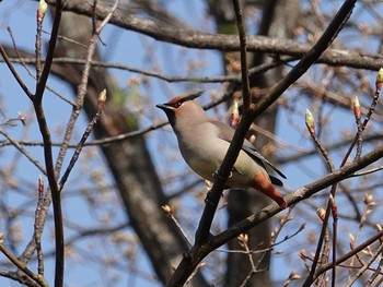 Japanese Waxwing 埼玉 Fri, 3/19/2021