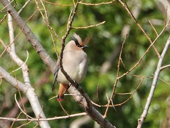 Japanese Waxwing 埼玉 Fri, 3/19/2021